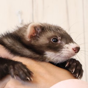 セーブル（男の子）