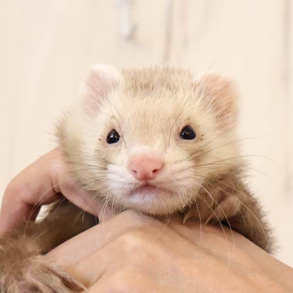 シナモン（女の子）