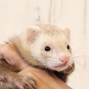 シナモン（女の子）