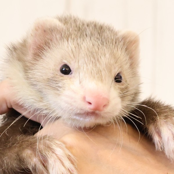 スターリングバター（男の子）