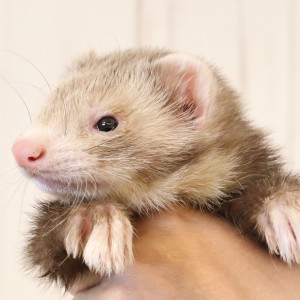 スターリングバター（男の子）