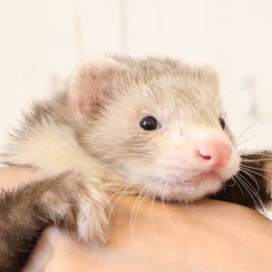 スターリングバター（男の子）