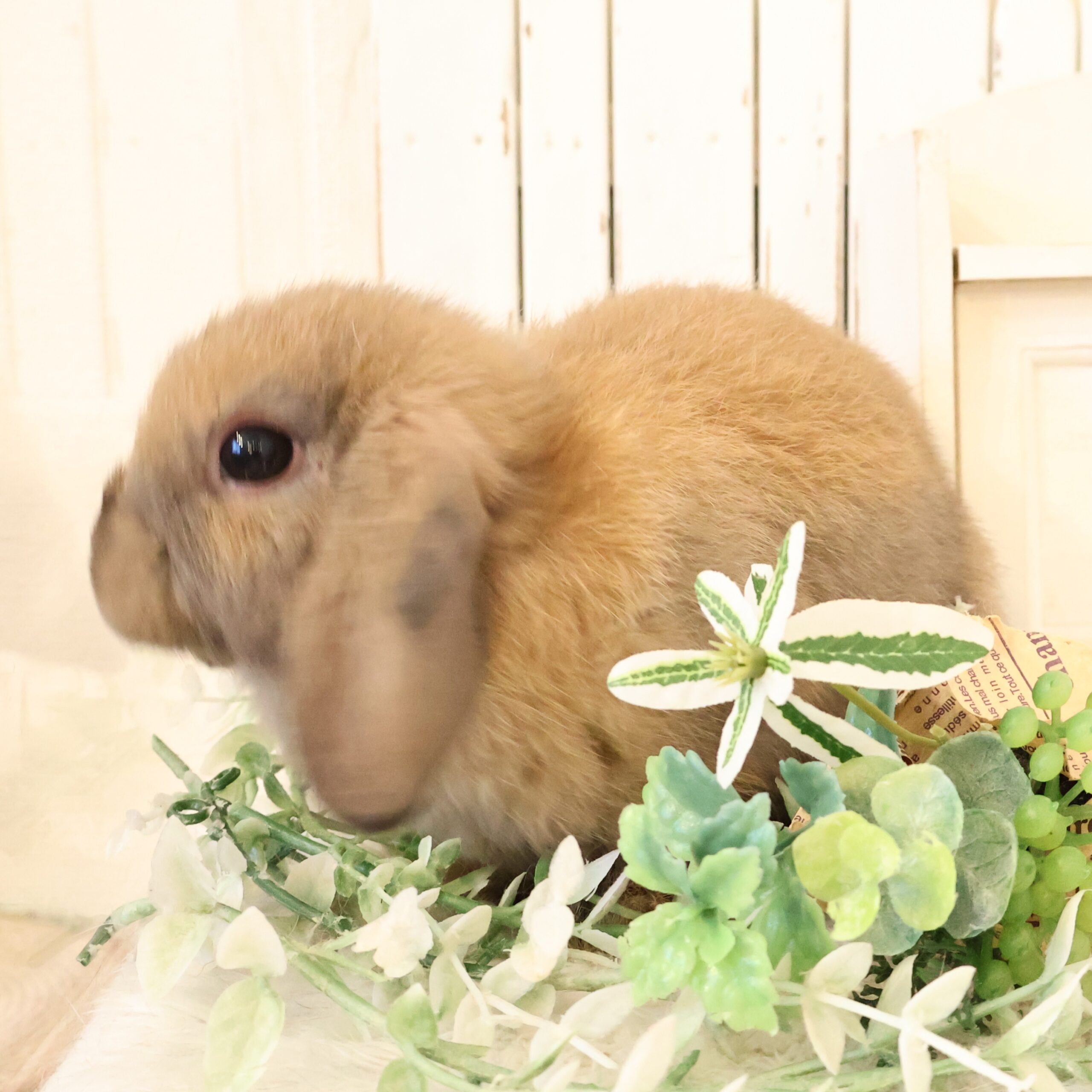 ホーランドロップ トートイズシェル（C3H） - さいたま市北浦和の