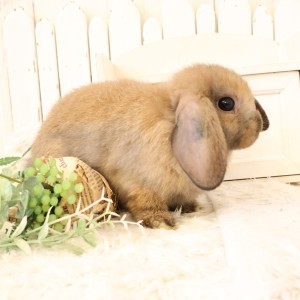 ホーランドロップ　トートイズシェル（C3H）