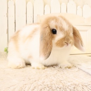 ホーランドロップ　ブロークンオレンジ（C3Z）