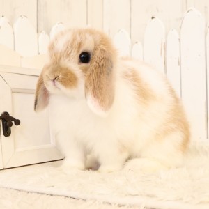 ホーランドロップ　ブロークンオレンジ（C3Z）