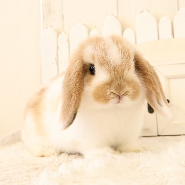 ホーランドロップ　ブロークンオレンジ（C3Z）