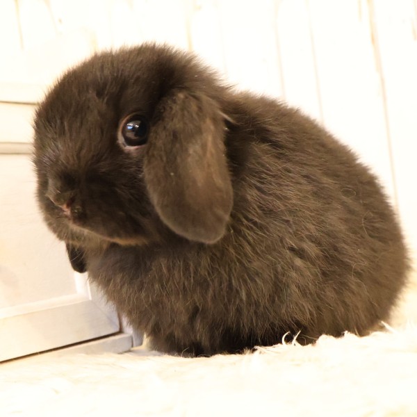 ホーランドロップ　ブラック（C4C）