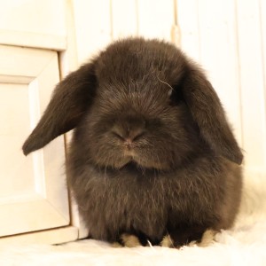 ホーランドロップ　ブラック（C4C）