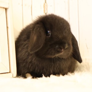 ホーランドロップ　ブラック（C4C）