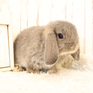 ホーランドロップ　オパール（B11）