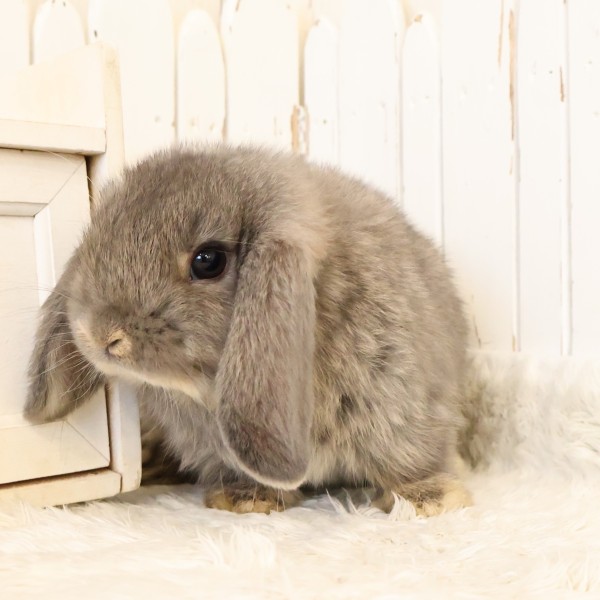 ホーランドロップ　オパール（B11）