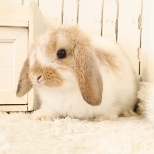 ホーランドロップ　ブロークンオレンジ（C5C）