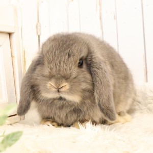 ホーランドロップ　オパール（B11）