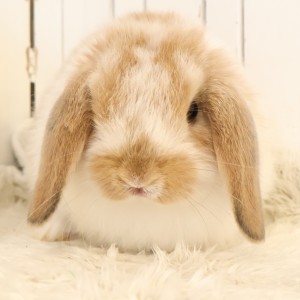 ホーランドロップ　ブロークンオレンジ（C5C）