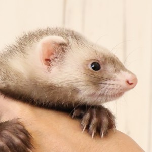 バタースコッチ（女の子）