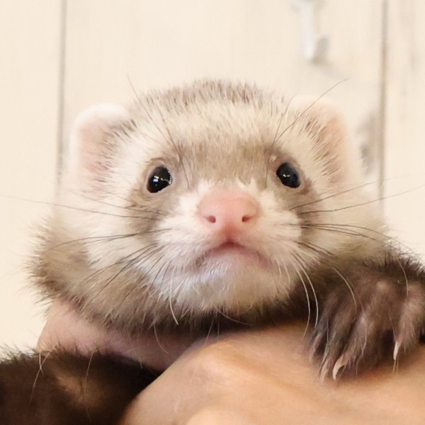 バタースコッチ（女の子）