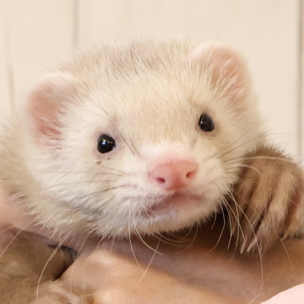 シナモン（男の子）