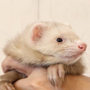 シナモン（男の子）