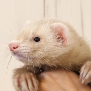 シナモン（男の子）