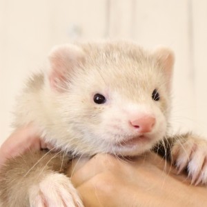 スターリングバターミット（男の子）