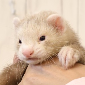 スターリングバターミット（男の子）