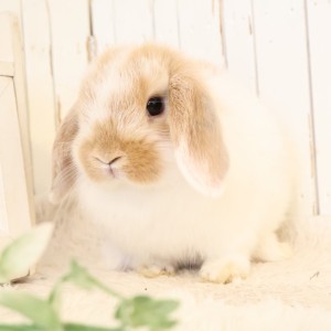 ホーランドロップ　ブロークンオレンジ（C5V)