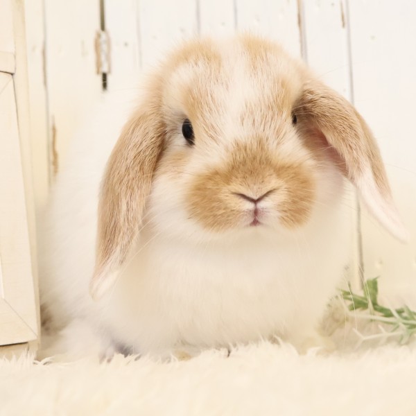 ホーランドロップ　ブロークンオレンジ（C5V)