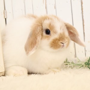 ホーランドロップ　ブロークンオレンジ（C5V)