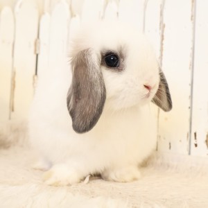 ホーランドロップ　ブロークンオパール（U25）