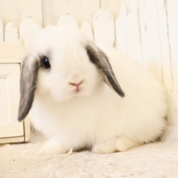 ホーランドロップ　ブロークンオパール（U25）