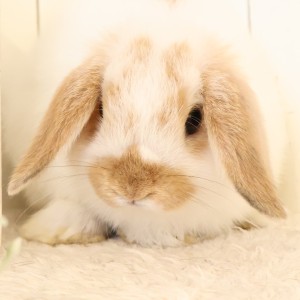 ホーランドロップ　ブロークンオレンジ（893）