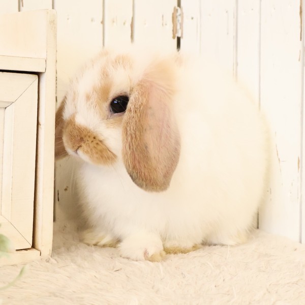 ホーランドロップ　ブロークンオレンジ（893）