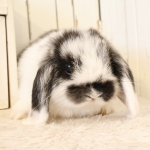 ホーランドロップ　ブロークンブラック（T77）