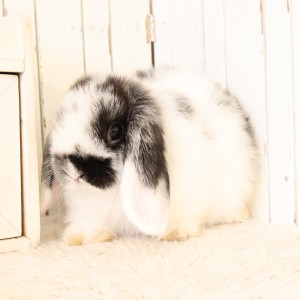 ホーランドロップ　ブロークンブラック（T77）