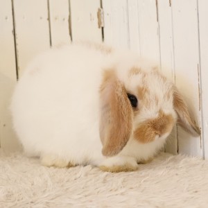 ホーランドロップ　ブロークンオレンジ（893）