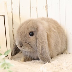 ホーランドロップ　ブルートート（U35)