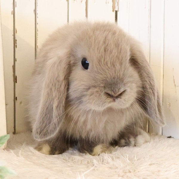 ホーランドロップ　ブルートート（U35)