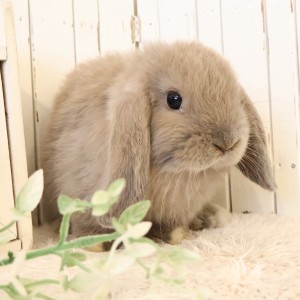 ホーランドロップ　ブルートート（U35)