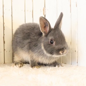 ネザーランドドワーフ　ブルーオター（IS)