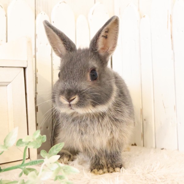 ネザーランドドワーフ　ブルーオター（IS)