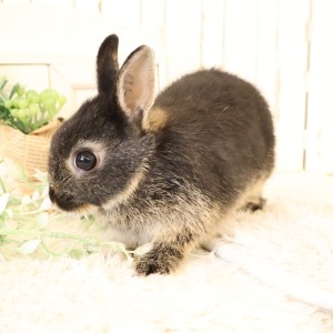 ネザーランドドワーフ　ブラックオター（4U)