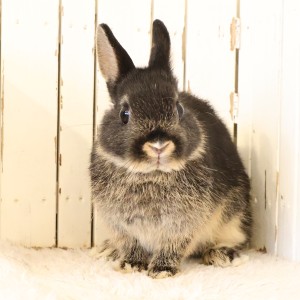 ネザーランドドワーフ　ブラックオター（4U)