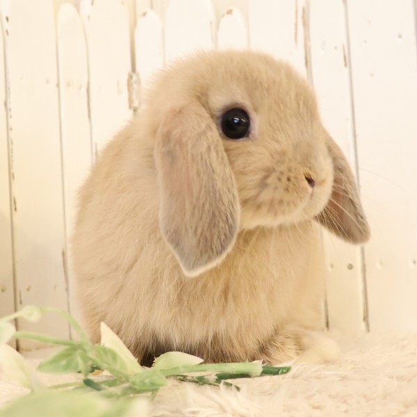 ホーランドロップ　リンクス（B73）