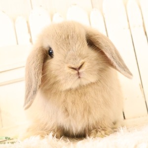 ホーランドロップ　リンクス（B73）