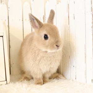 ネザーランドドワーフ　リンクス（53J）