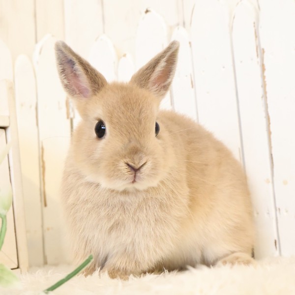 ネザーランドドワーフ　リンクス（53J）