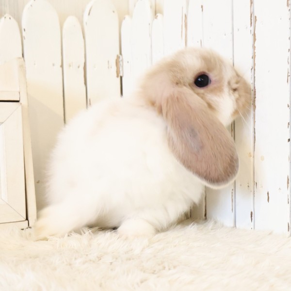 ホーランドロップ　ブロークンリンクス（U53）