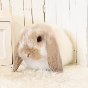 ホーランドロップ　ブロークンリンクス（U53）