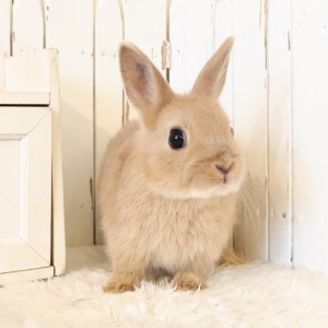 ネザーランドドワーフ　リンクス（5A)